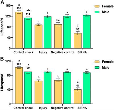 The vitellogenin receptor gene is involved in lifespan regulation of Zeugodacus cucurbitae (Coquillett) after short-term high-temperature treatment